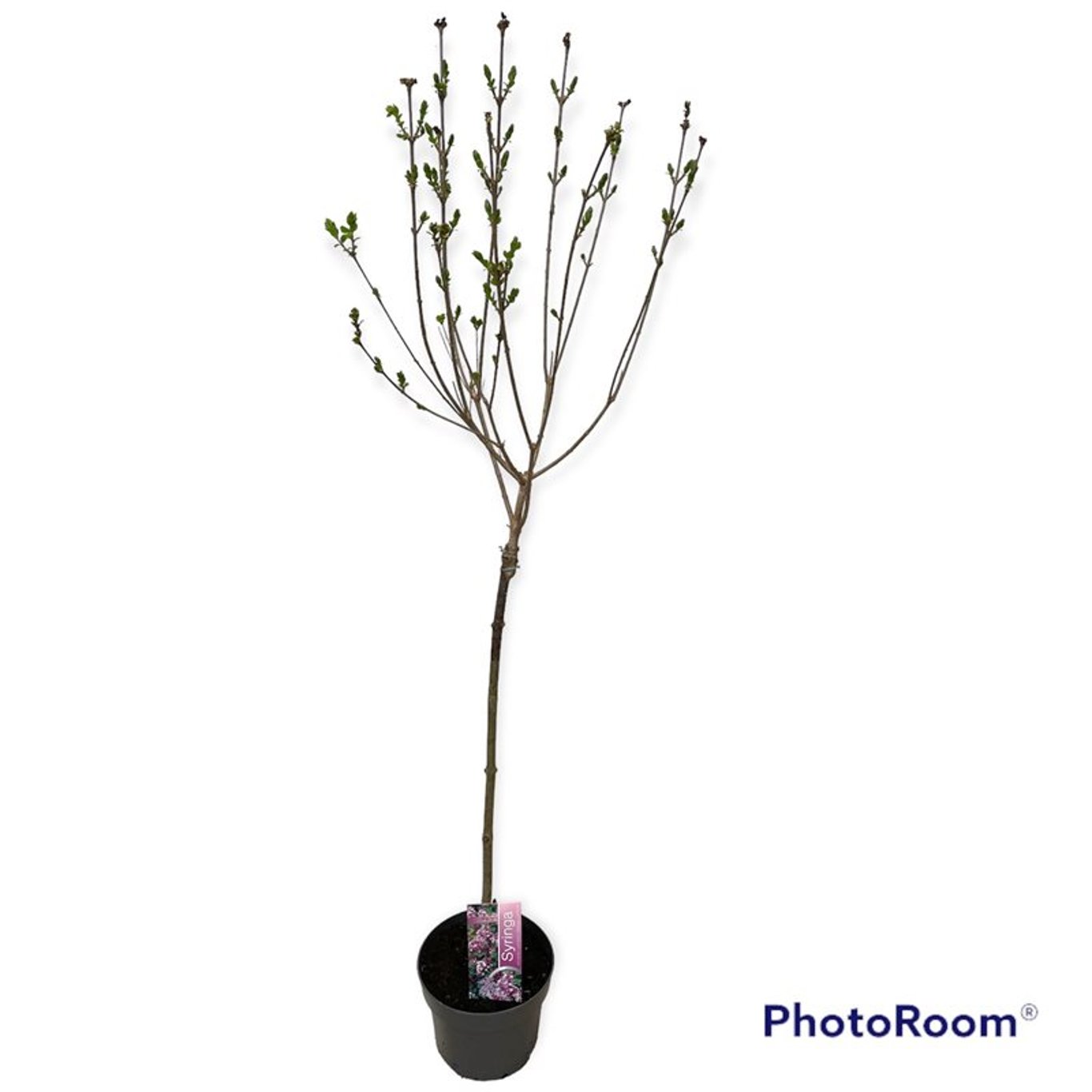 Syringa meyeri 'Palibin' - 60 CM Stem C3